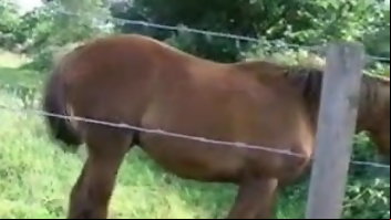 Amateur Anal Pussy 